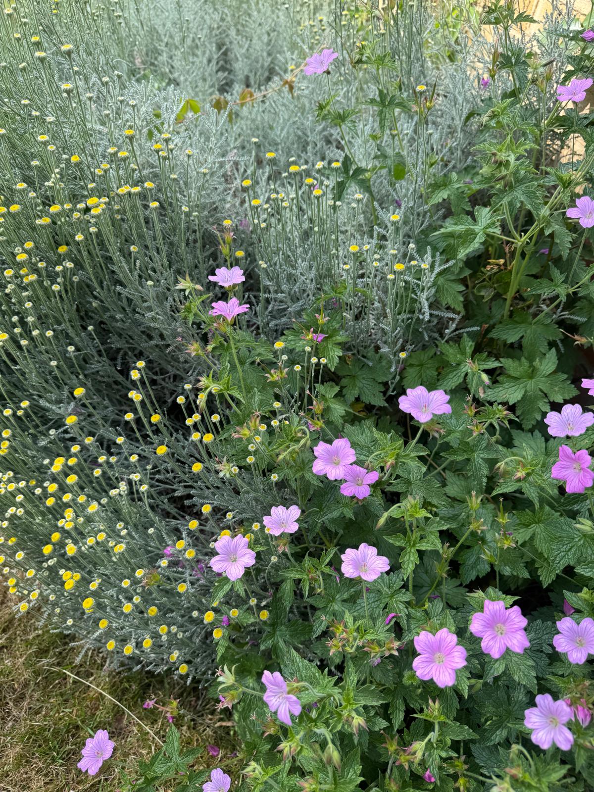 A corner of the St Anselm's garden in early summer — feathery silver santolina with yellow button flowers beside soft pink hardy geraniums in full bloom
